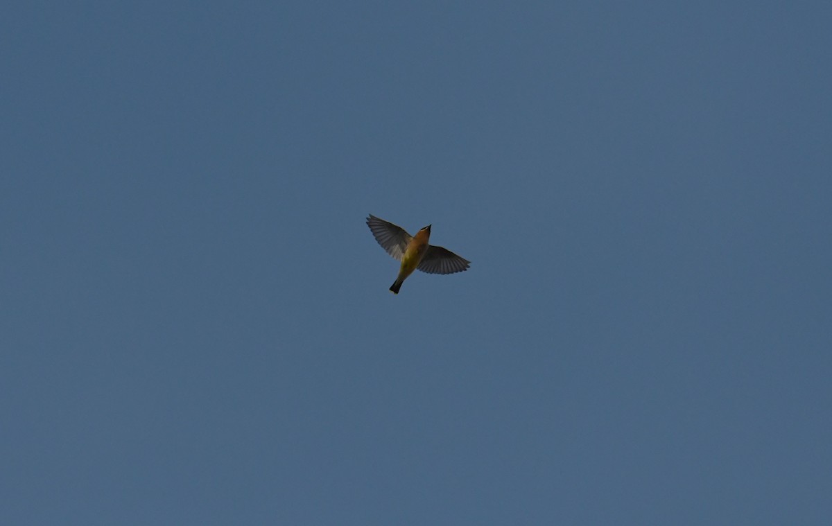 Jaseur d'Amérique - ML644882365