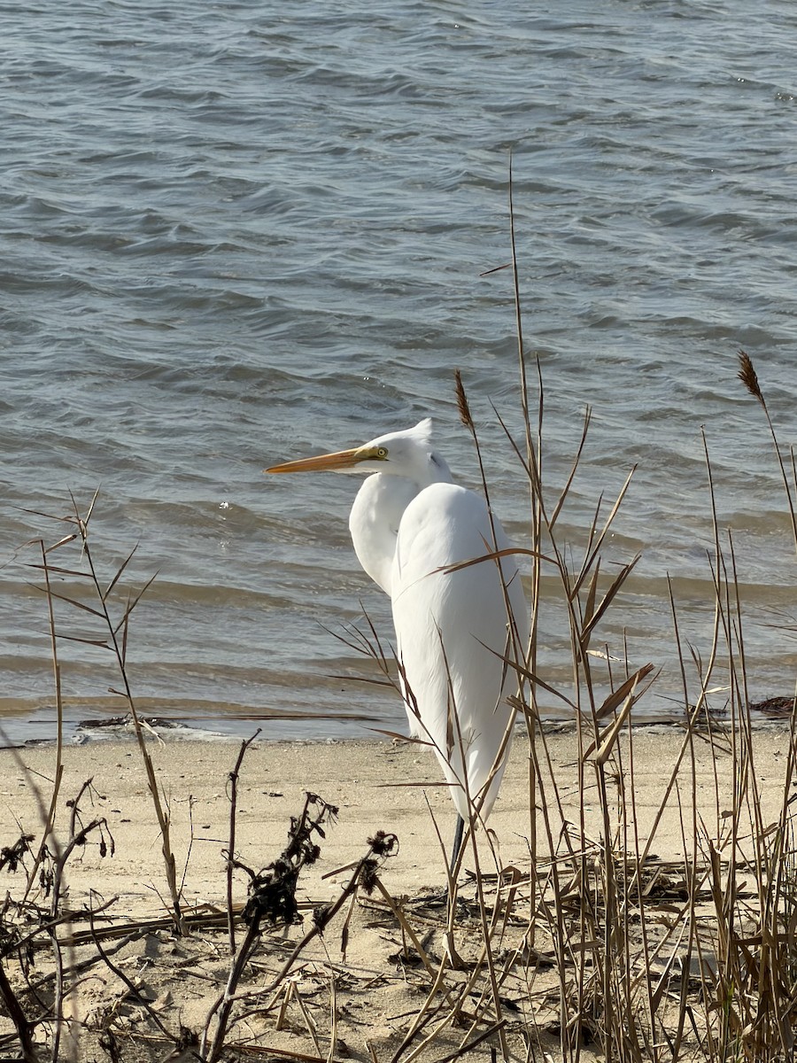 Great Egret - ML644882366