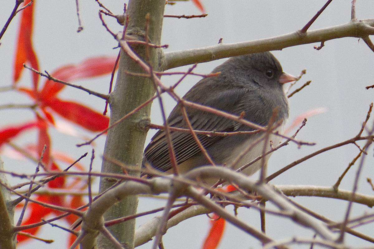 Dark-eyed Junco - ML644882371