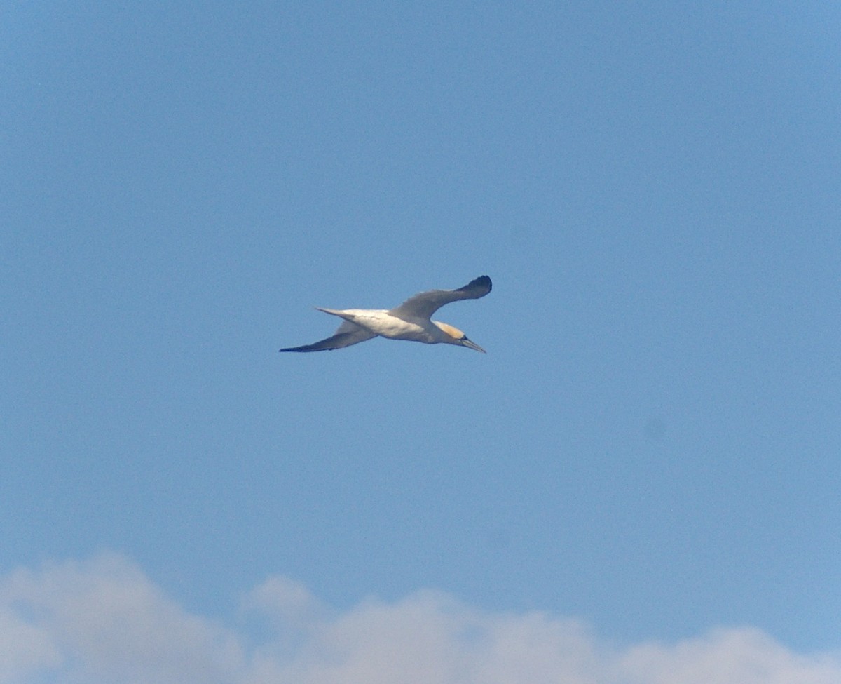 Alcatraz Atlántico - ML644882379