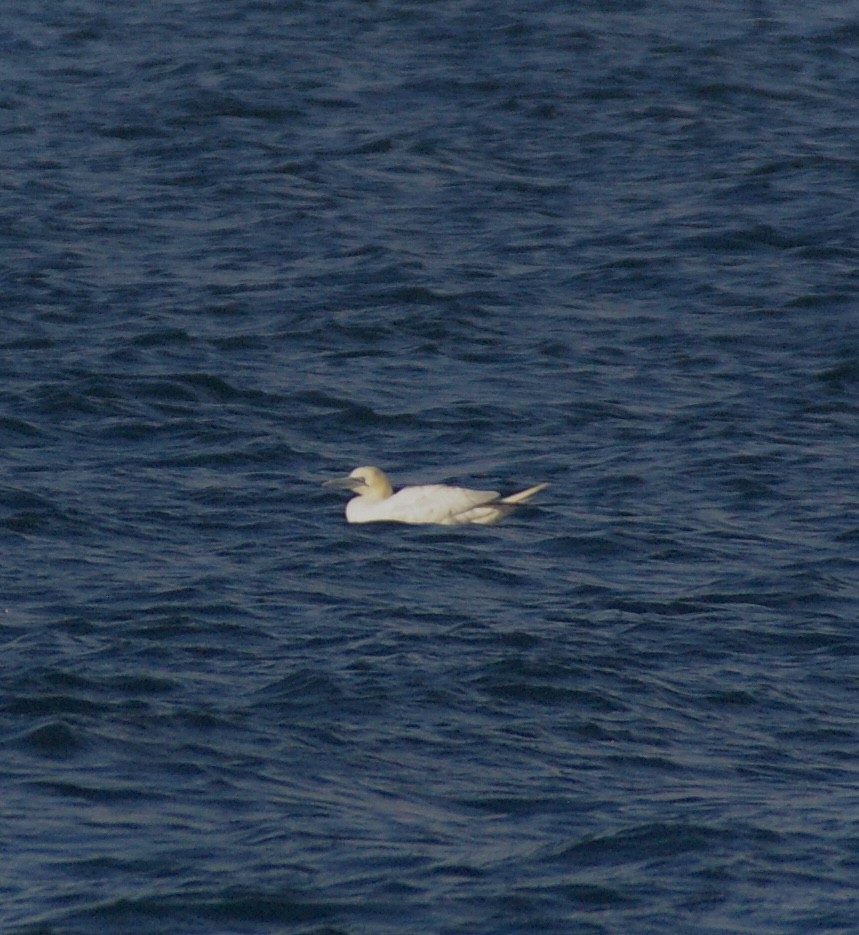 Alcatraz Atlántico - ML644882380