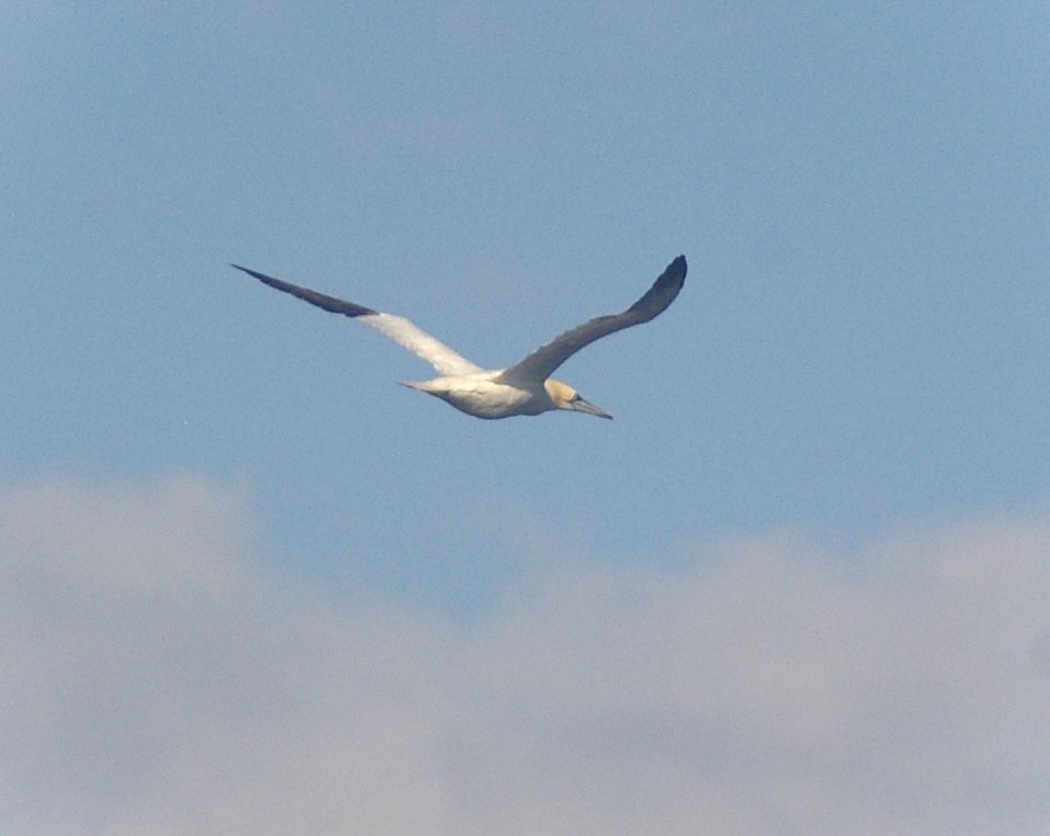 Alcatraz Atlántico - ML644882381