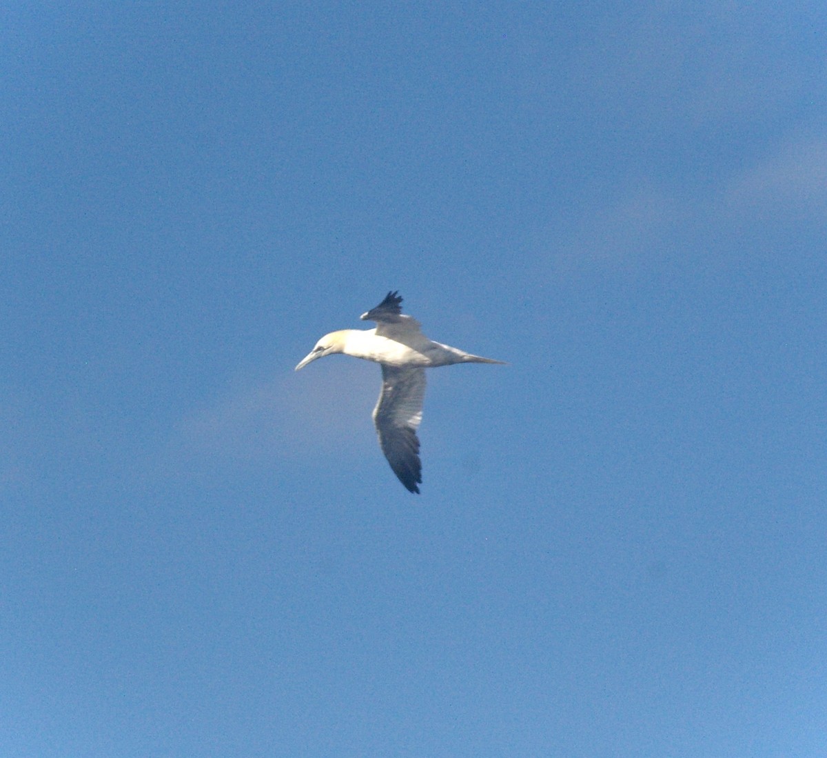 Alcatraz Atlántico - ML644882382