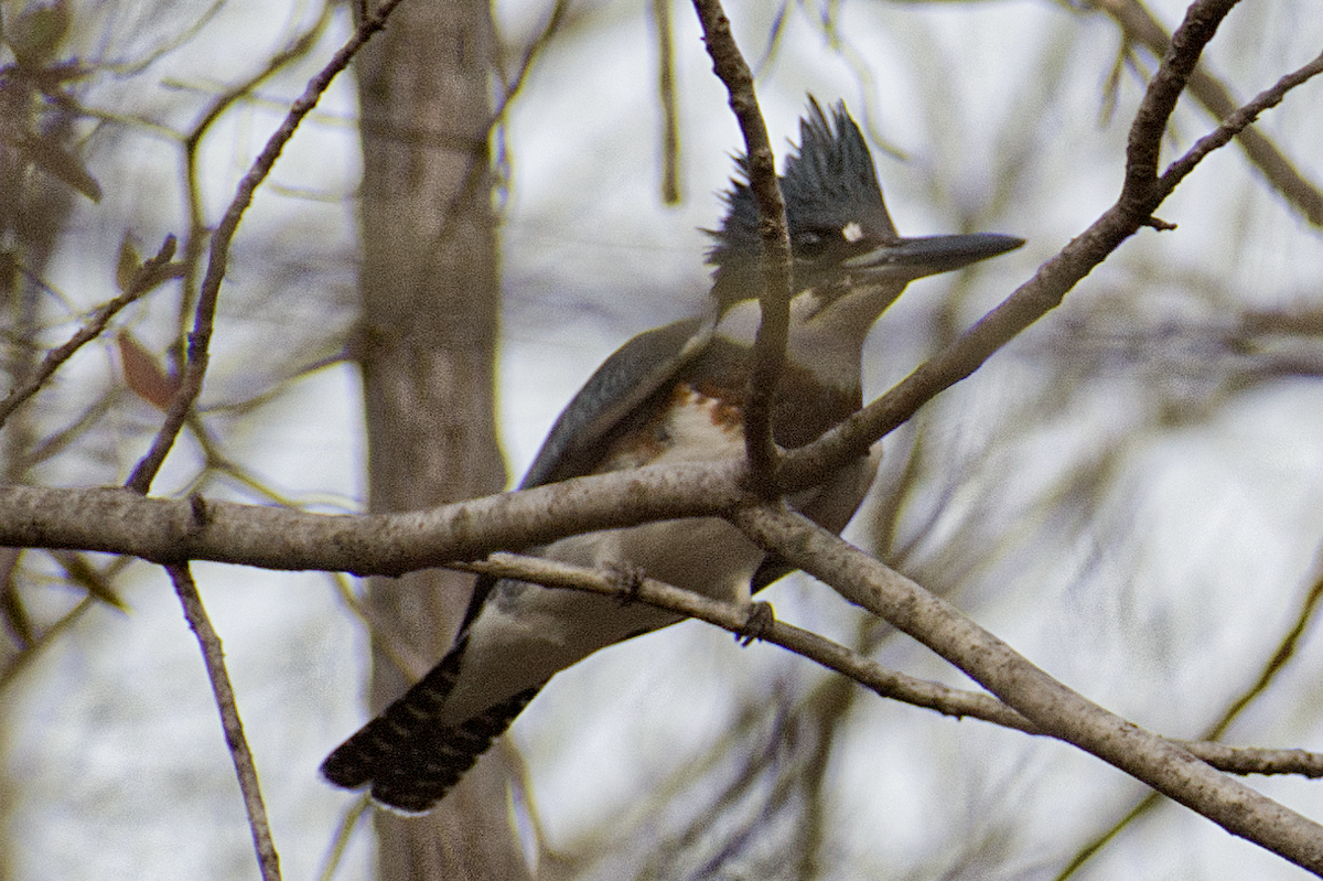 Belted Kingfisher - ML644882400