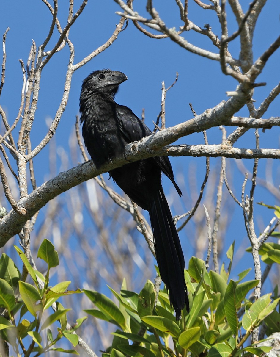 ani rýhozobá - ML644882403