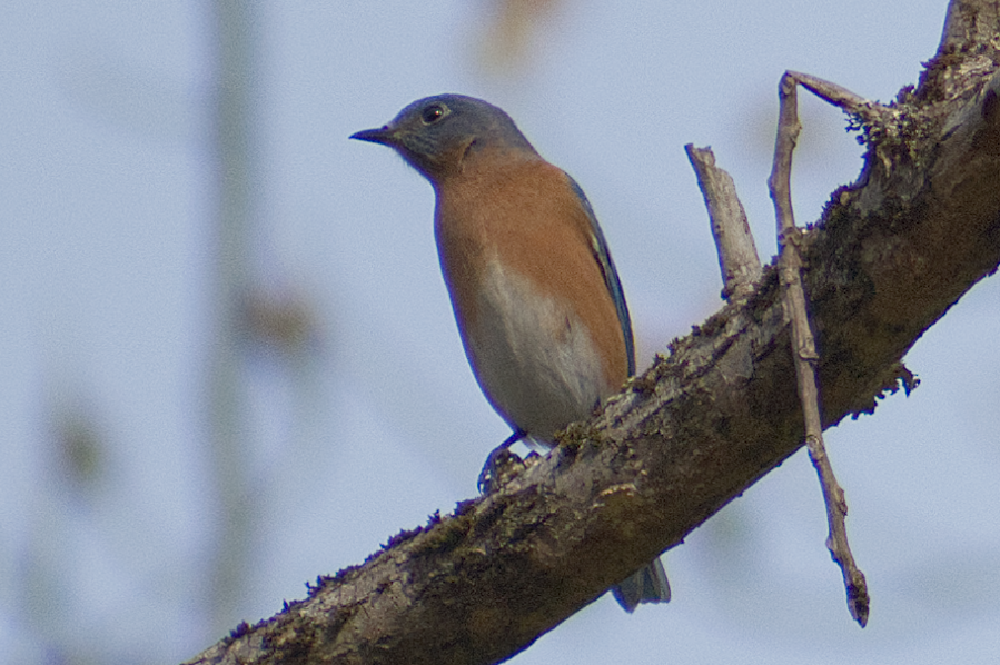 Eastern Bluebird - ML644882415
