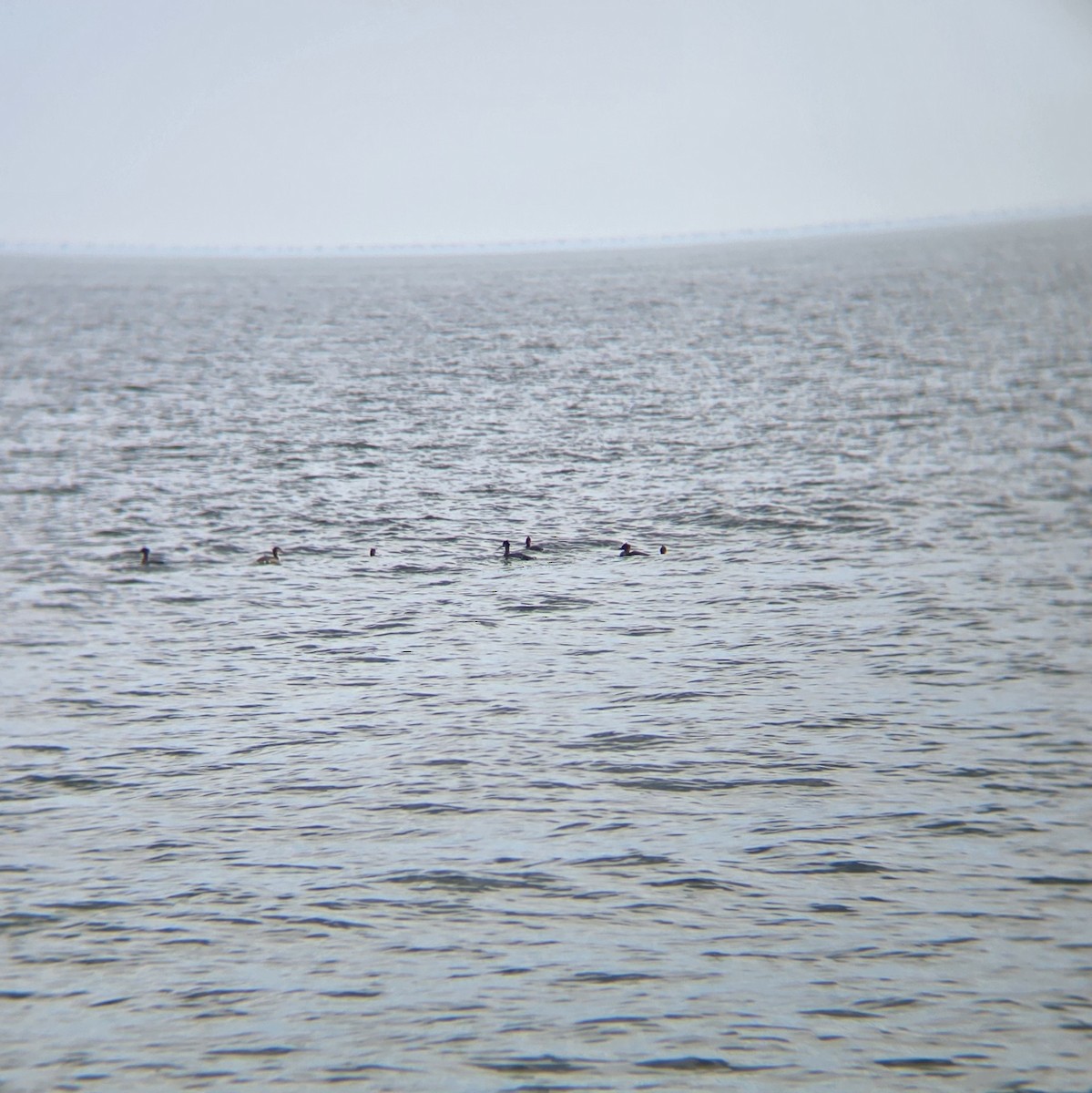 Red-breasted Merganser - ML644882416