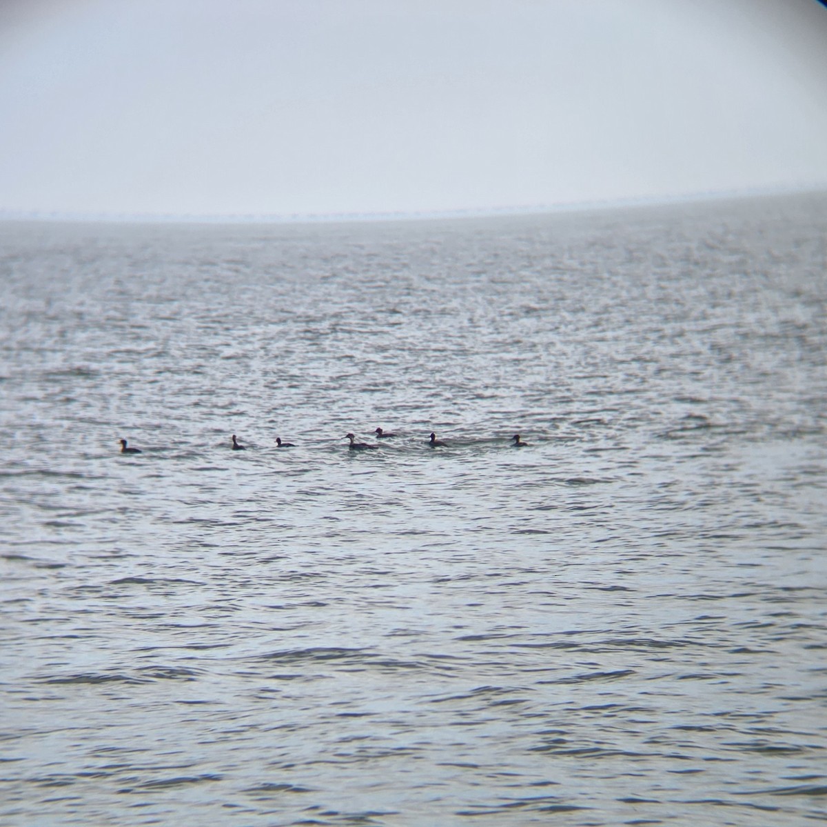Red-breasted Merganser - ML644882417