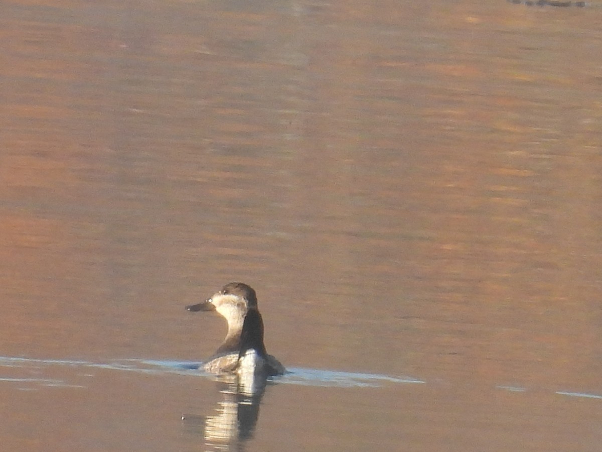Ruddy Duck - ML644882423
