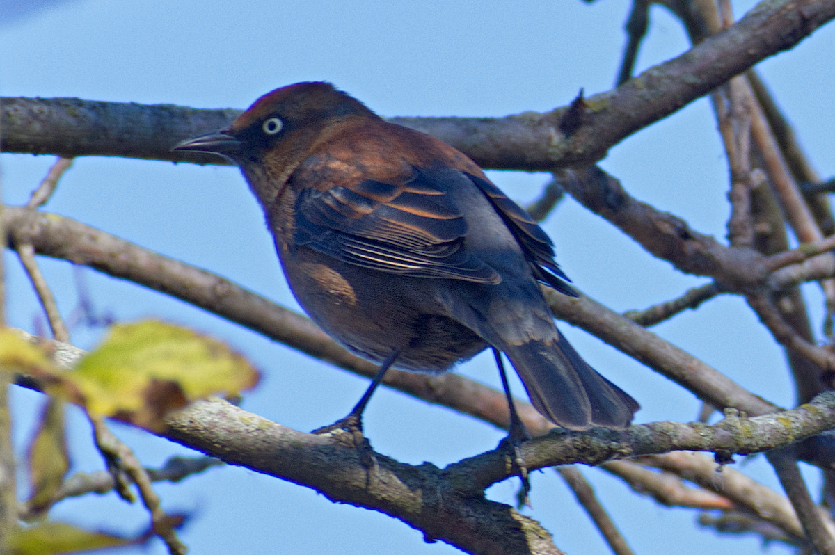 Rusty Blackbird - ML644882433
