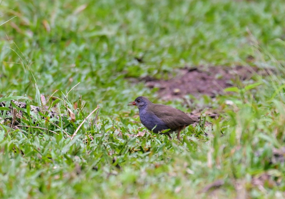 Paint-billed Crake - ML644882438