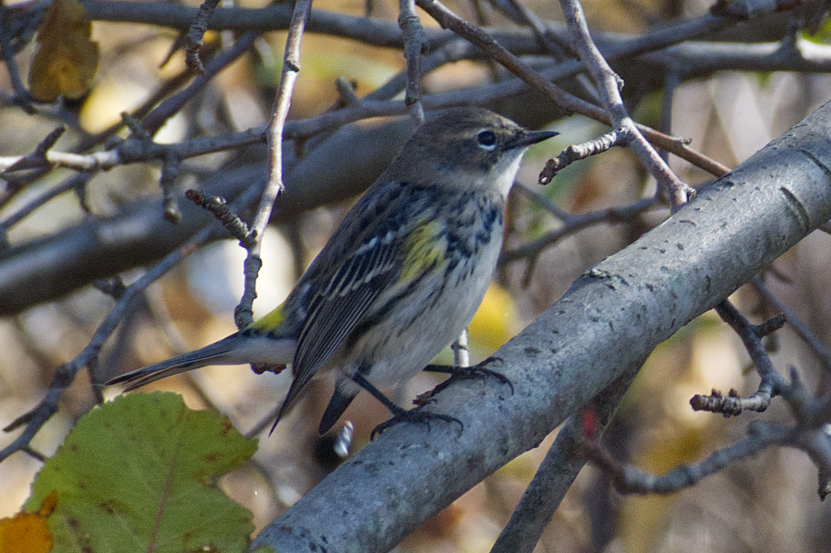 Yellow-rumped Warbler - ML644882439