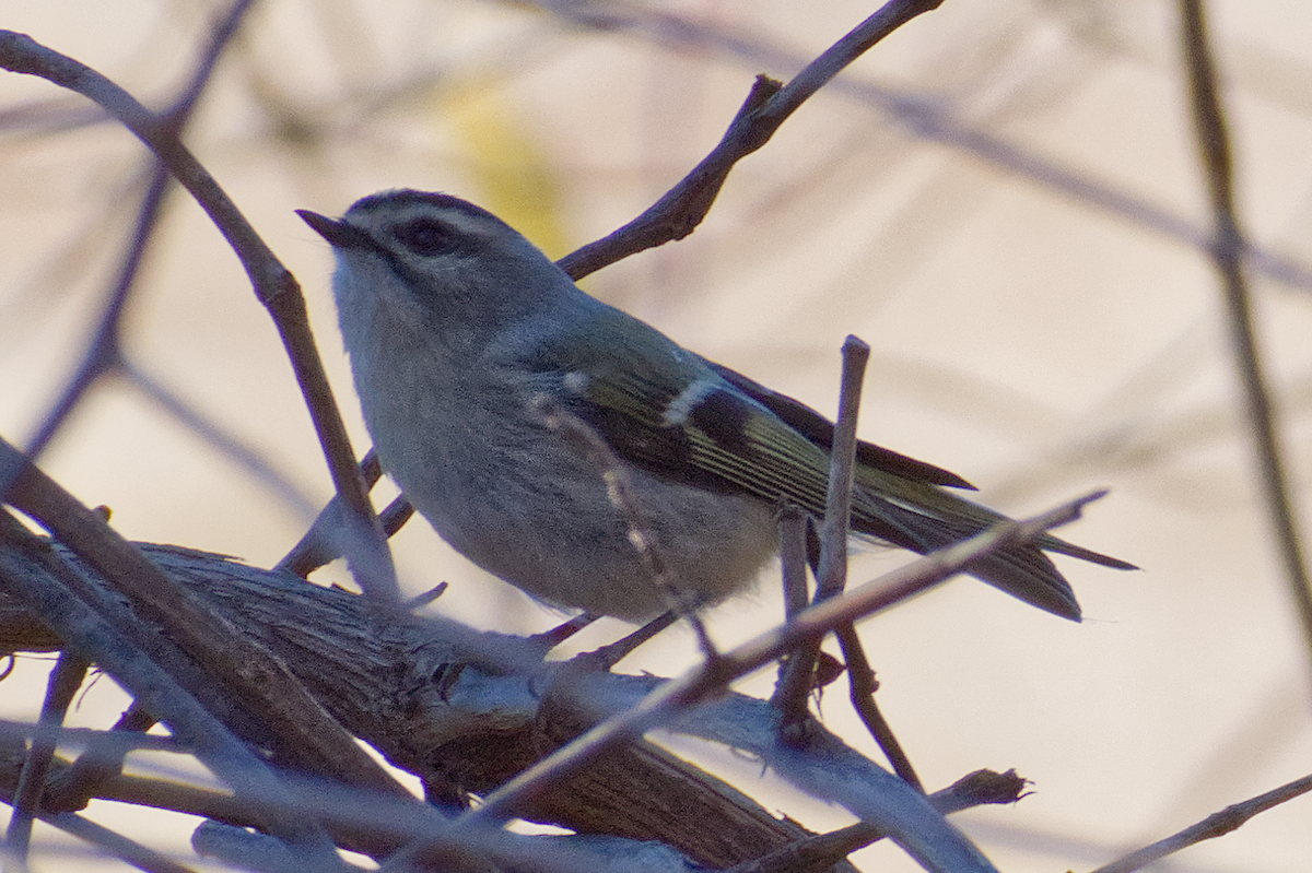 Golden-crowned Kinglet - ML644882448