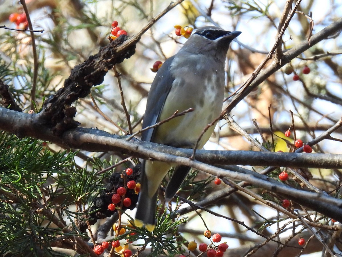Jaseur d'Amérique - ML644882450