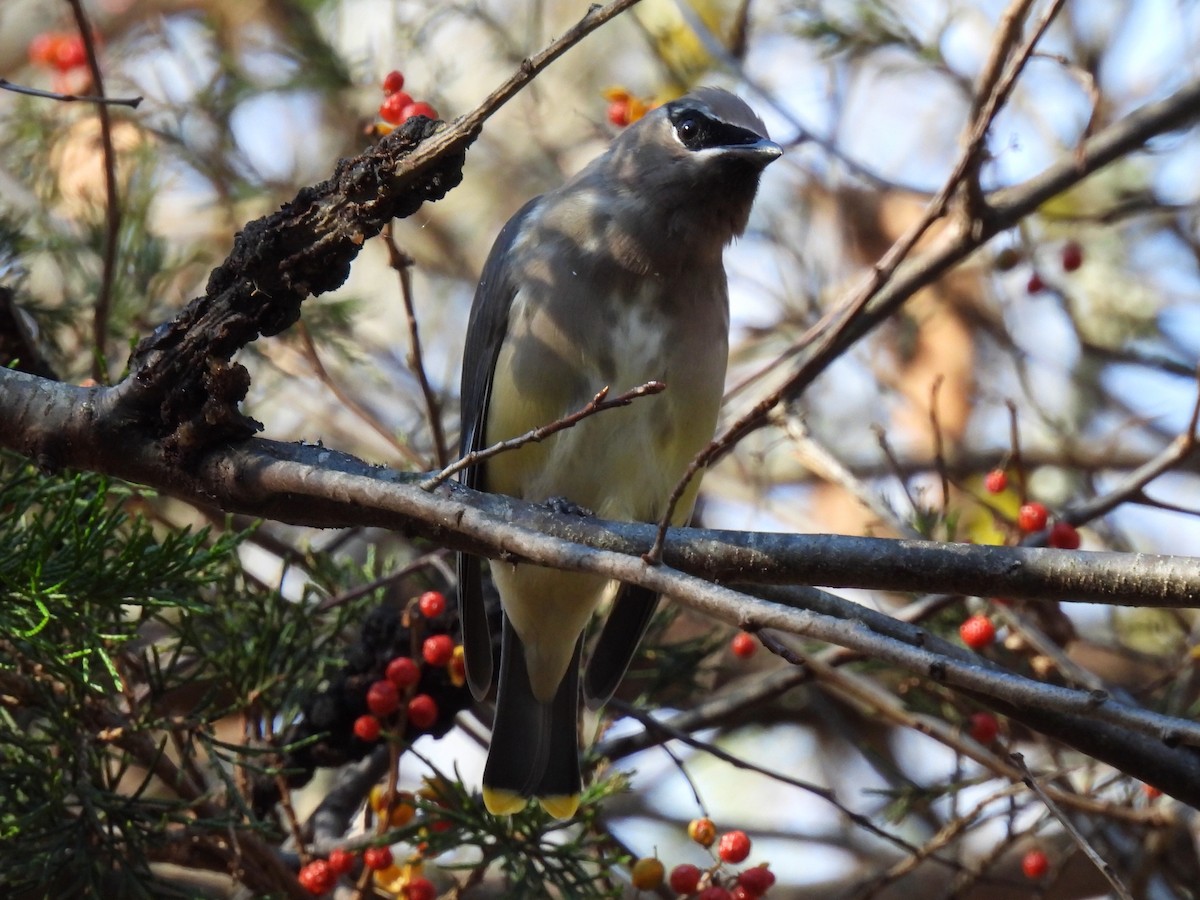 Jaseur d'Amérique - ML644882451