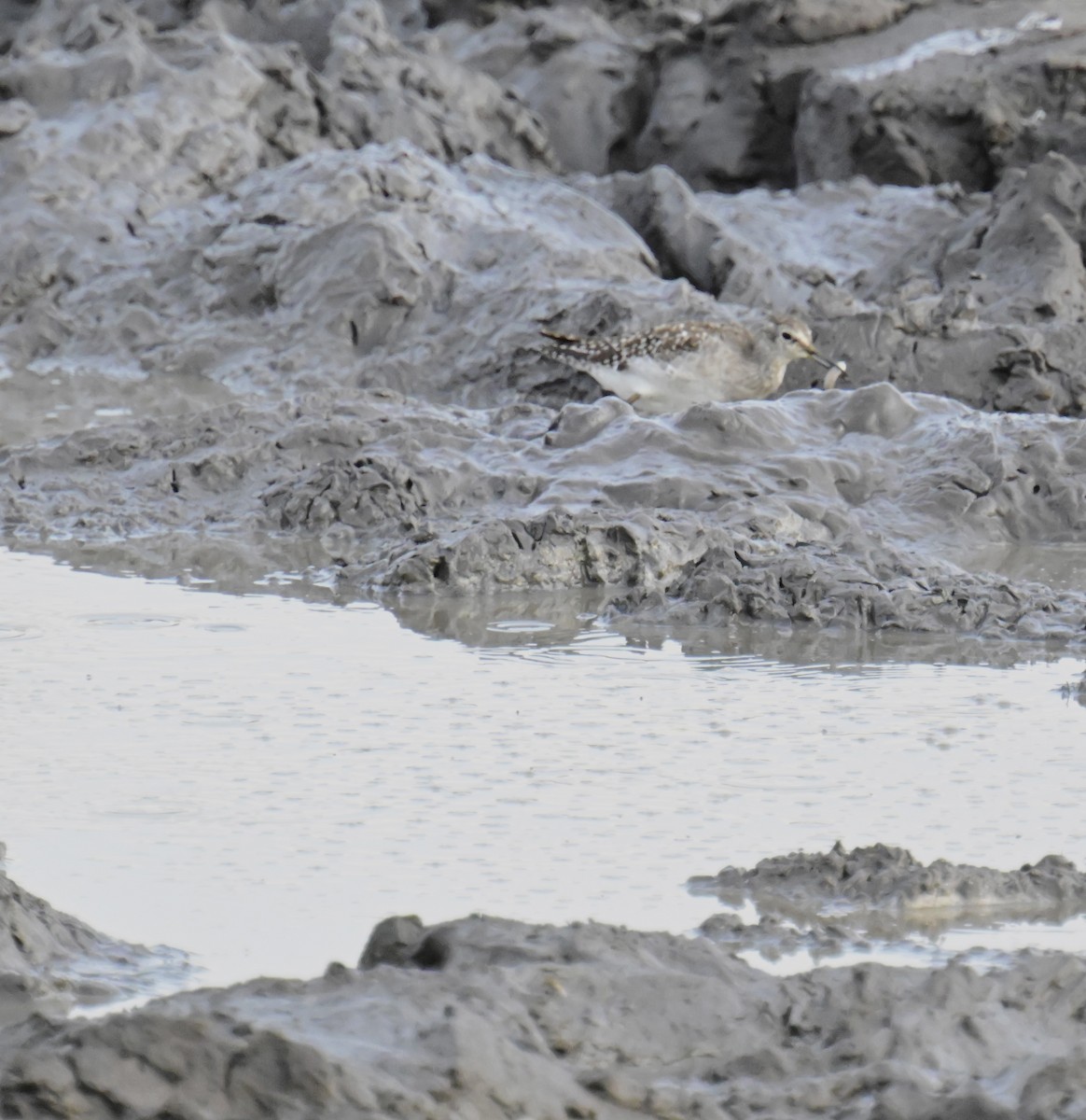 タカブシギ - ML644882485