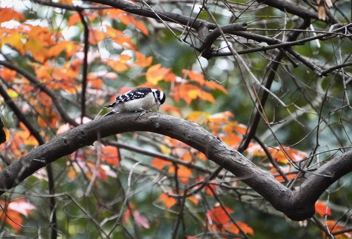 Dunenspecht - ML644882494