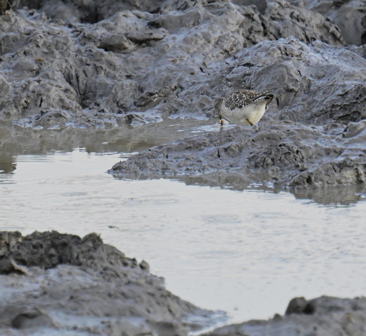 タカブシギ - ML644882501