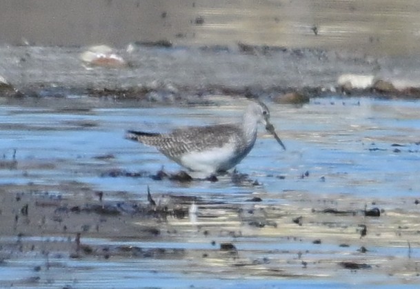 Greater Yellowlegs - ML644882517