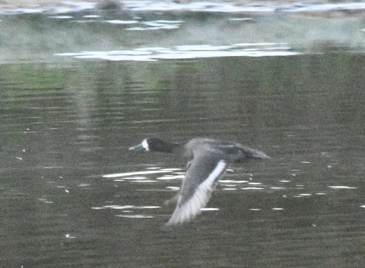 bergand - ML644882523