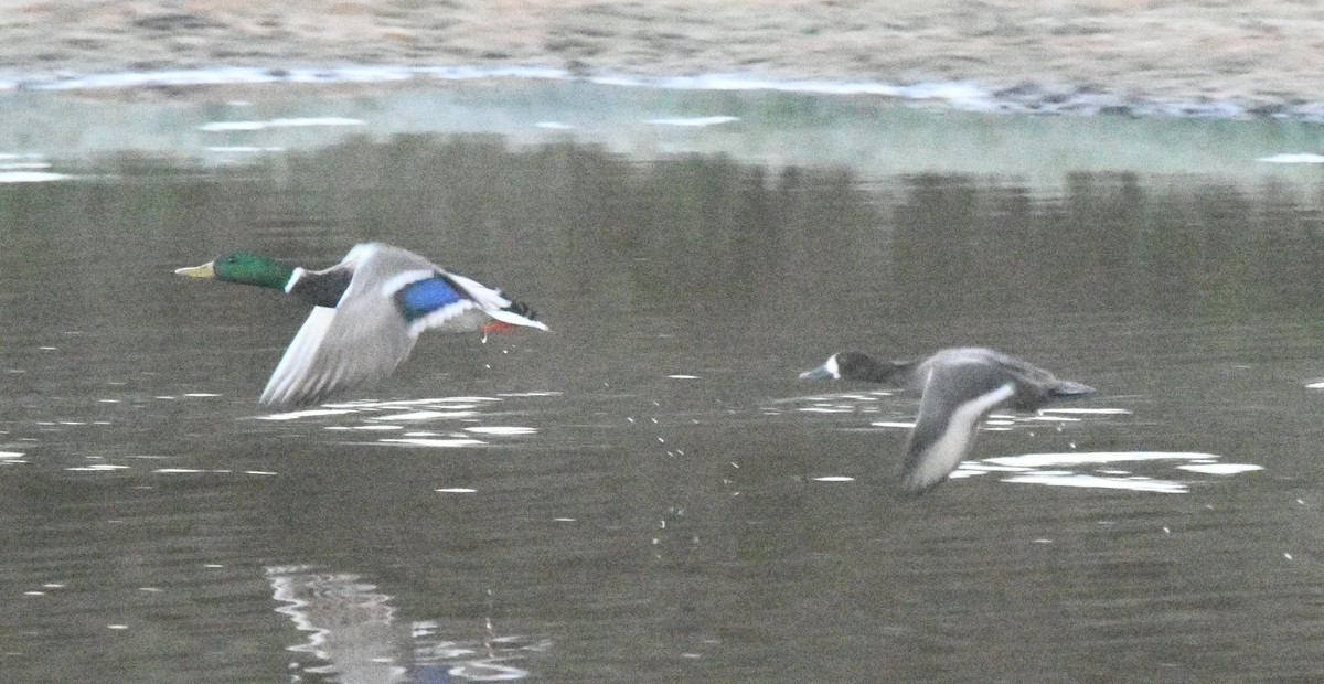 bergand - ML644882525