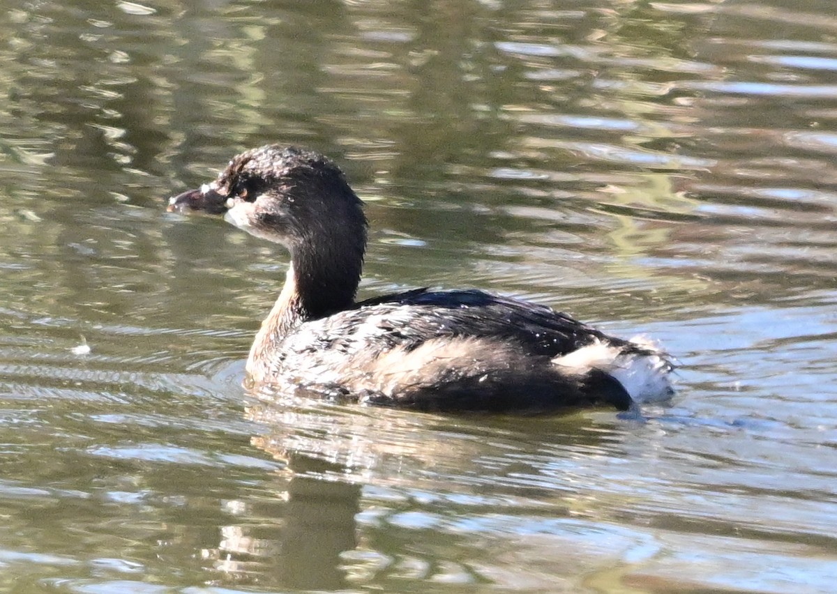 Pied-billed Grebe - ML644882531