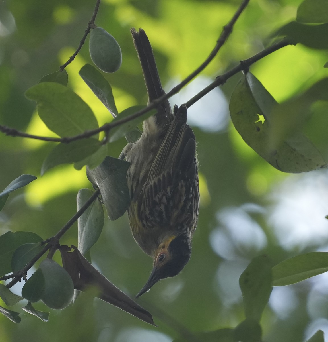 Macleay's Honeyeater - ML644882533