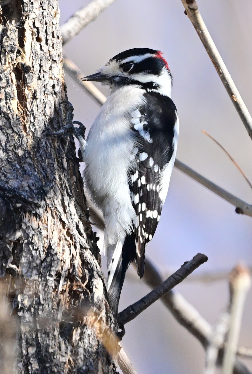 Dunenspecht - ML644882538