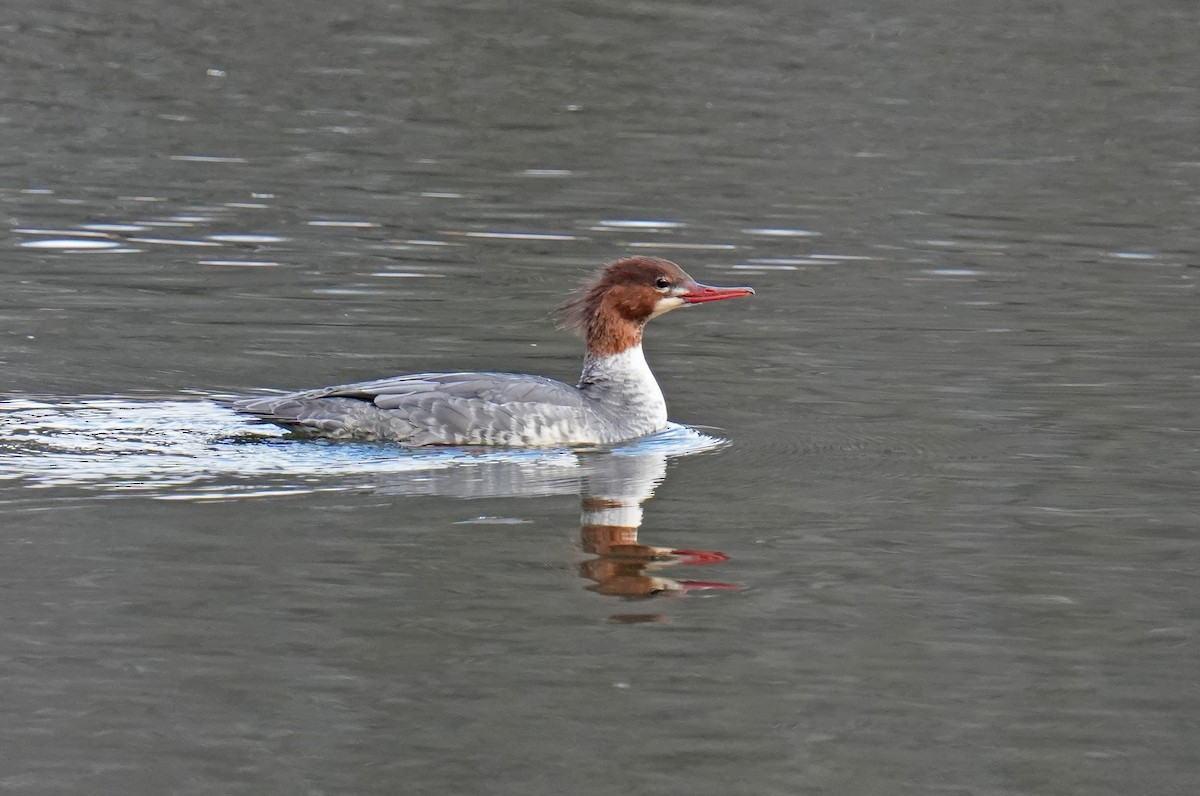 Common Merganser - ML644882583