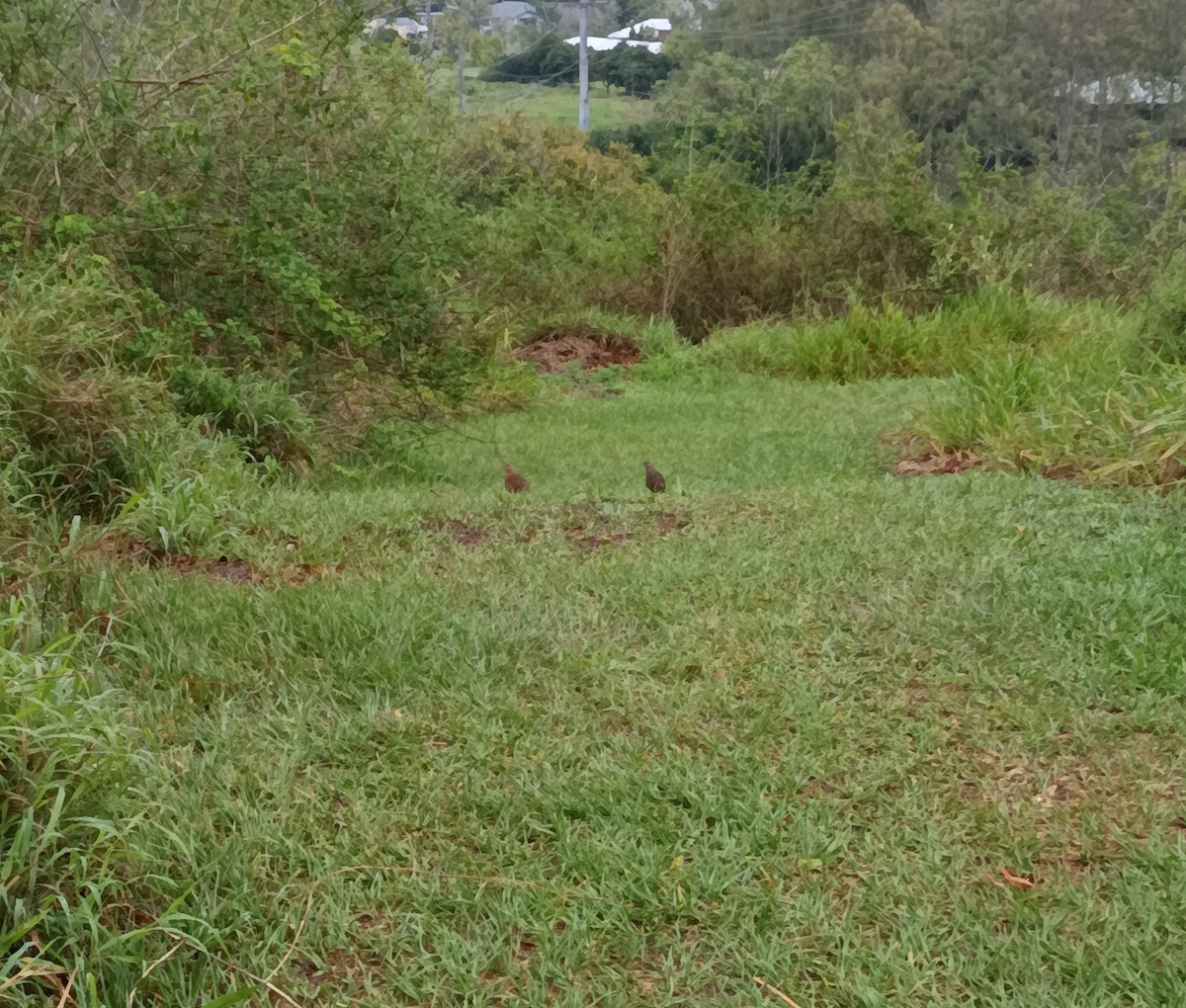 ヌマウズラ - ML644882589