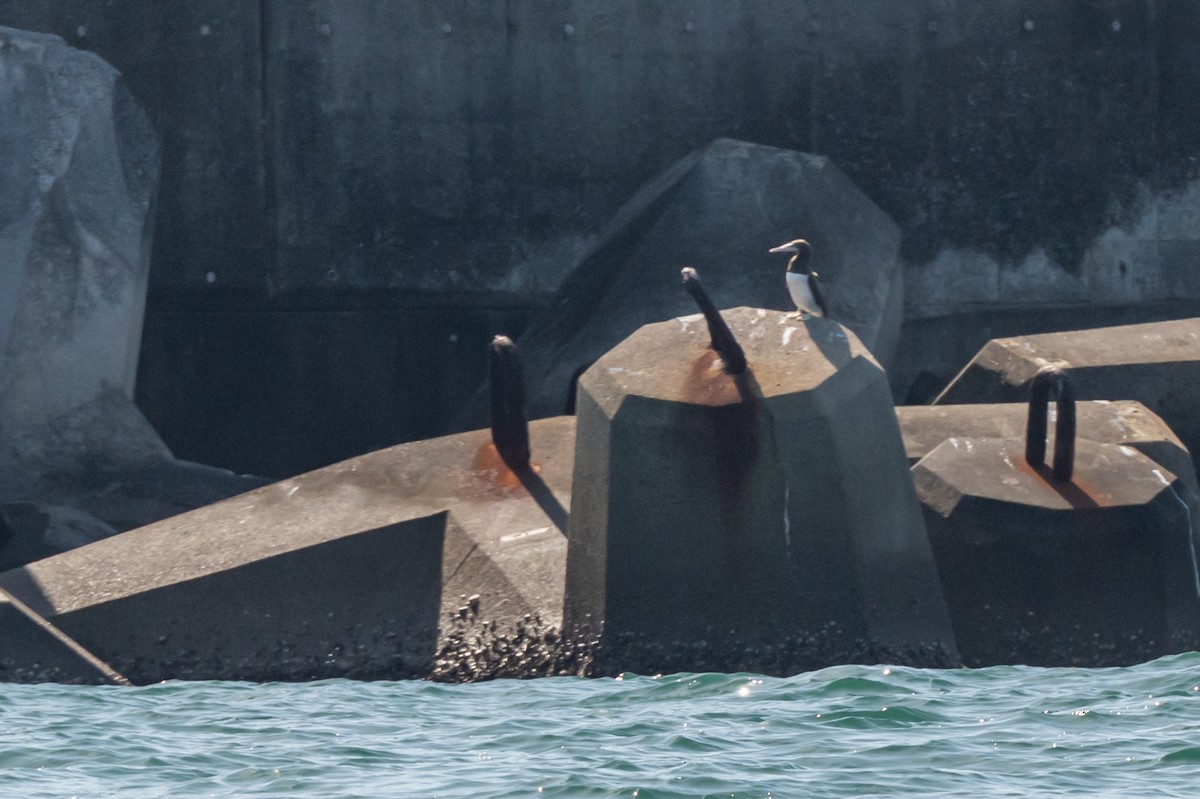 Brown Booby - ML644882620