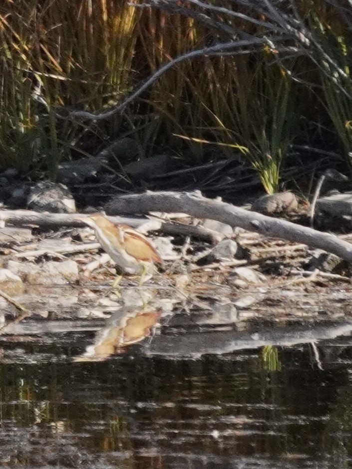 Petit Blongios - ML644882633