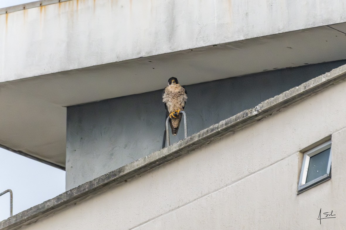 Peregrine Falcon - ML644882641