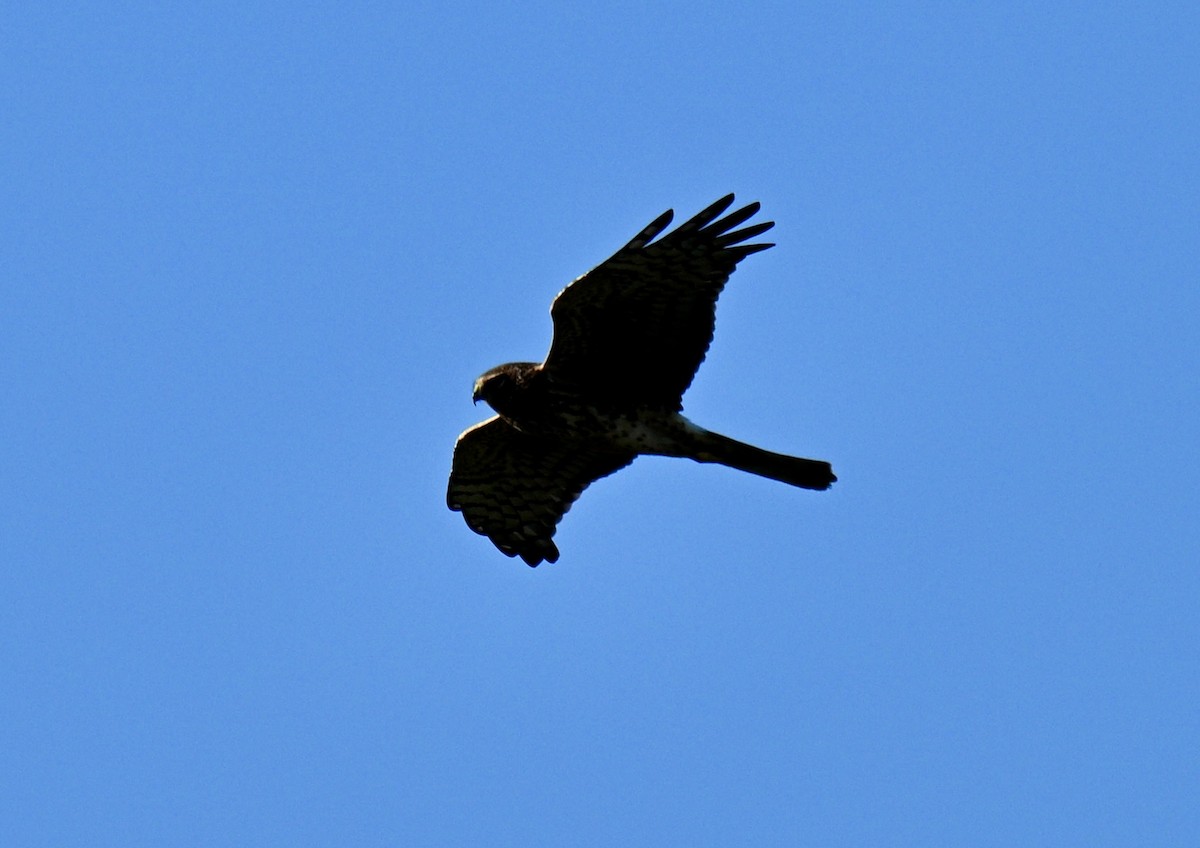 moták severoamerický - ML644882664