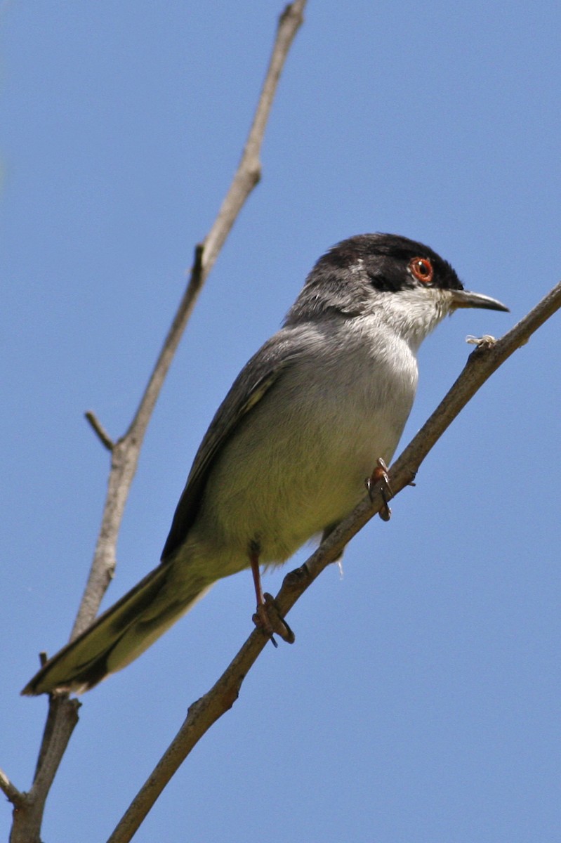 Fauvette mélanocéphale - ML644882673