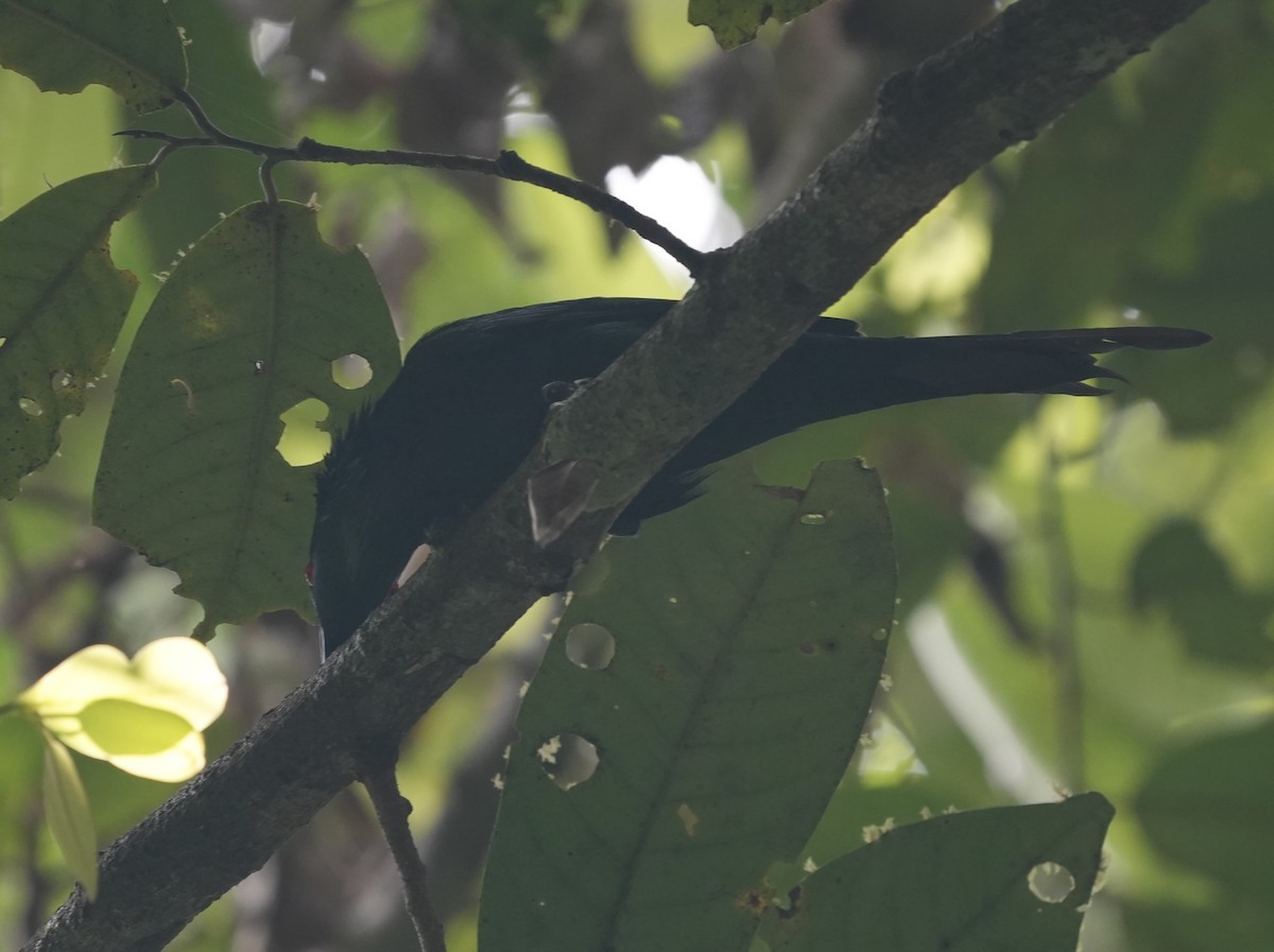 špaček lesklý - ML644882686