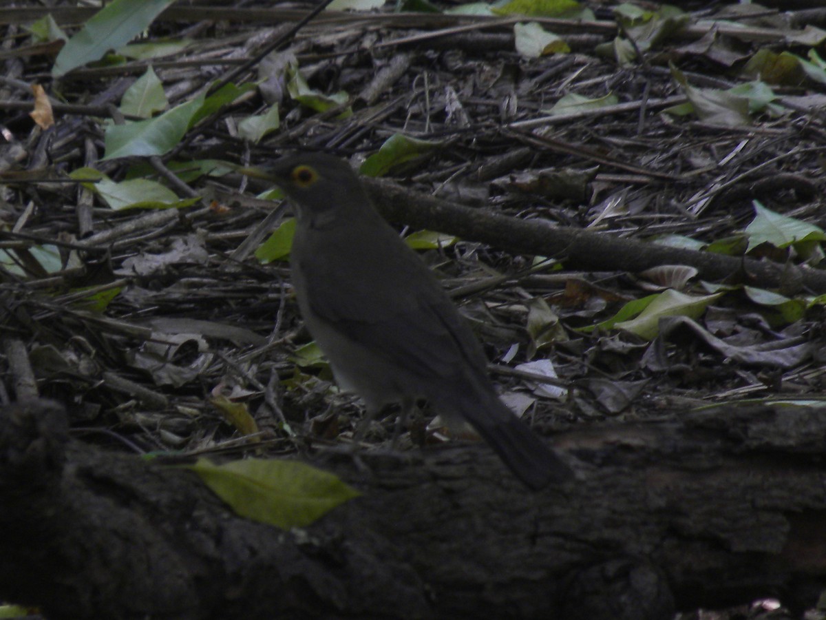 Nacktaugendrossel - ML644882693