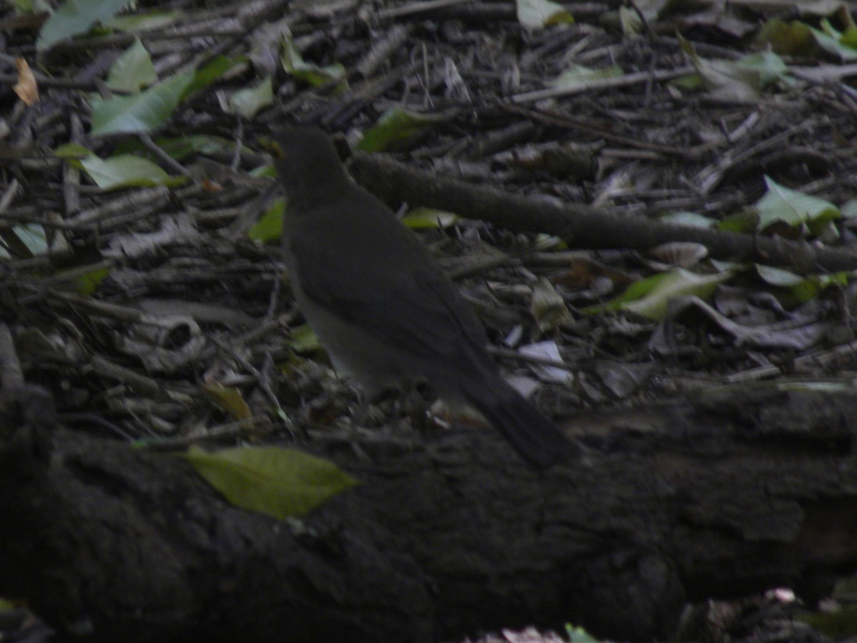 Nacktaugendrossel - ML644882696