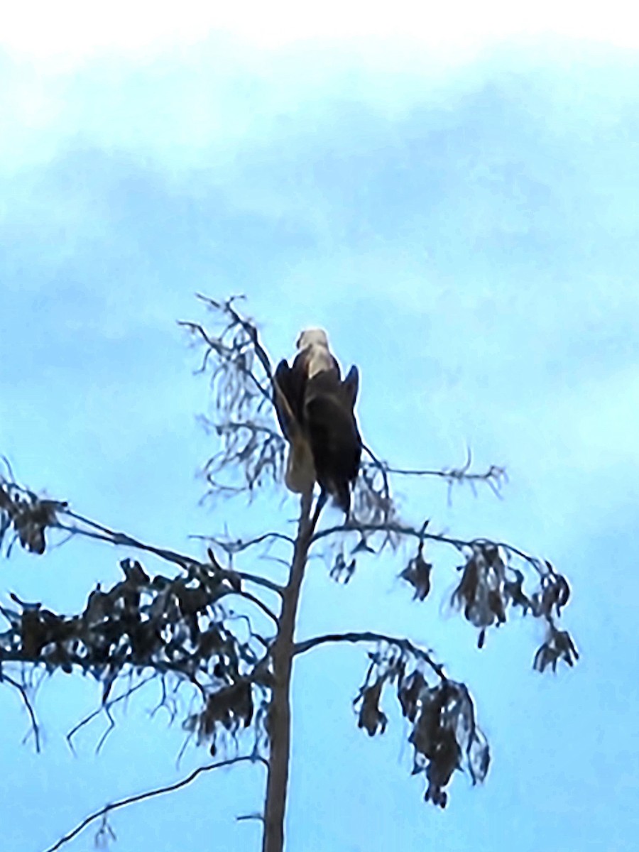 hvithodehavørn - ML644882701