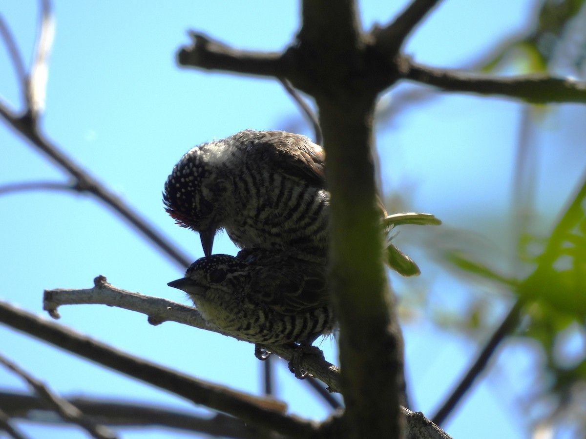 Carpinterito Variable - ML644882709