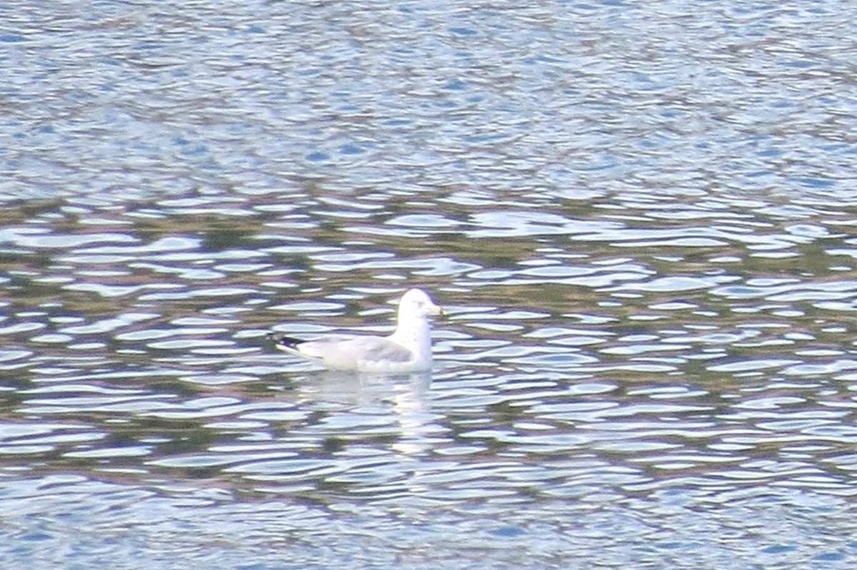Ring-billed Gull - ML644882718