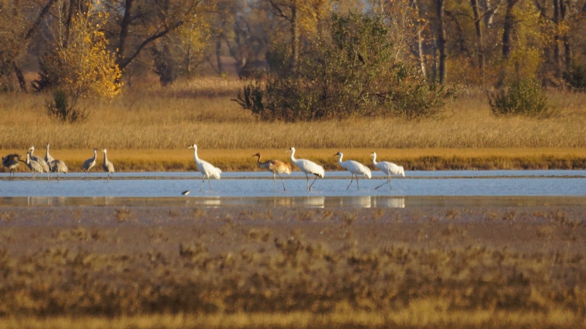 trompettrane - ML644882731