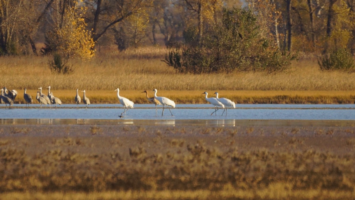 trompettrane - ML644882732