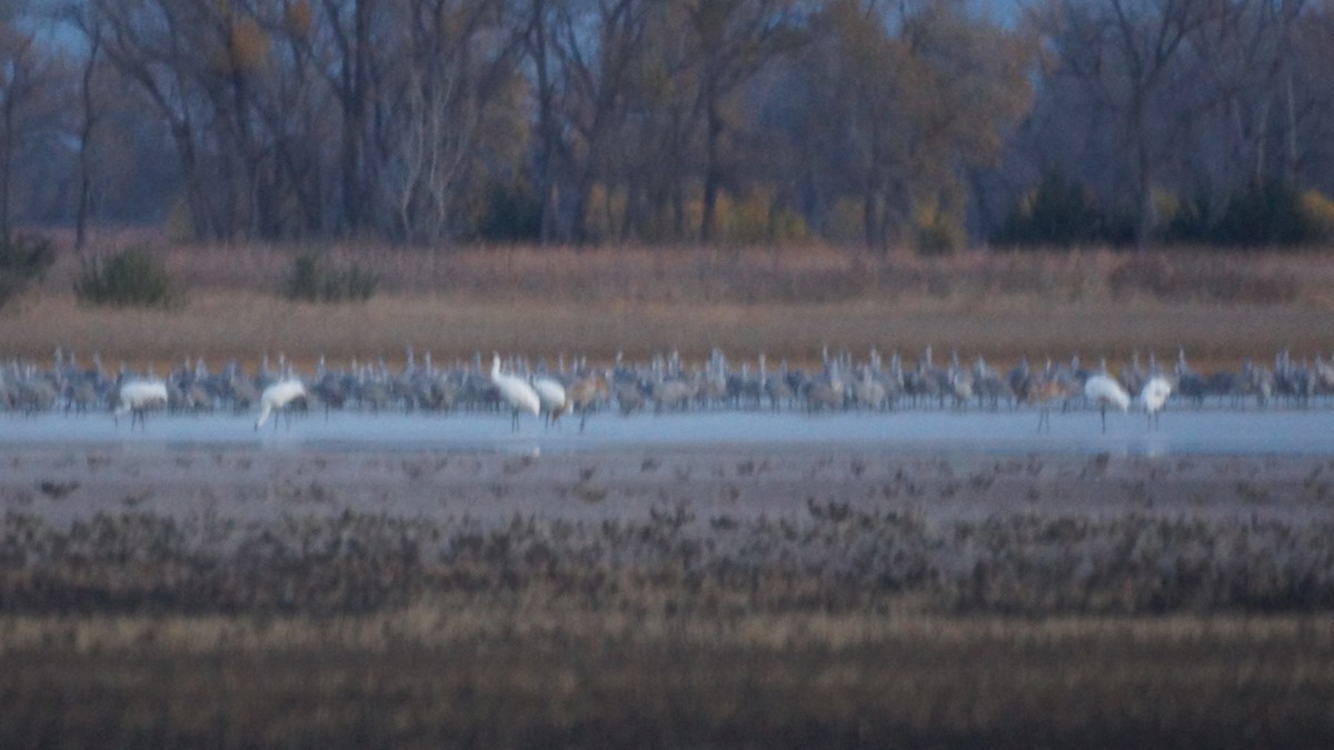 trompettrane - ML644882733