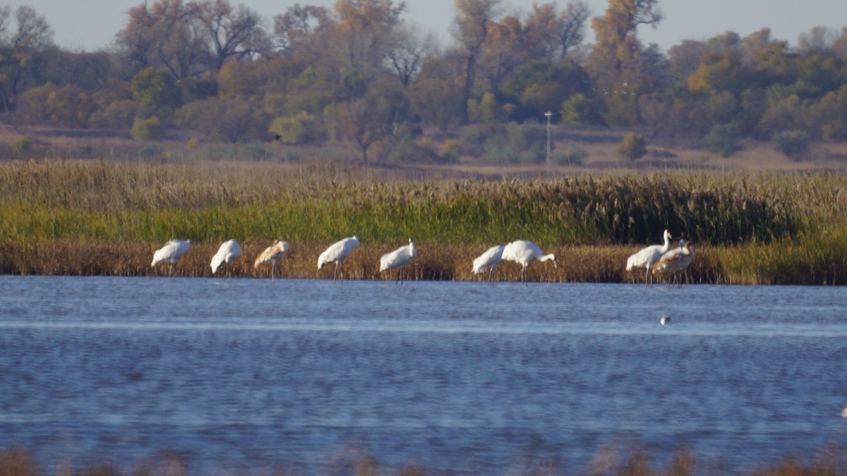 trompettrane - ML644882734