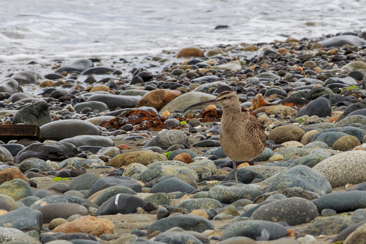 חרמשון אמריקאי - ML644882744