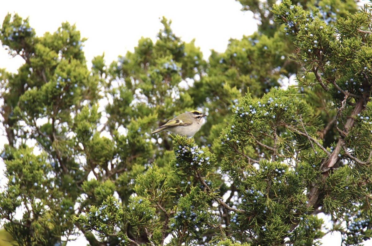 Golden-crowned Kinglet - ML644882769
