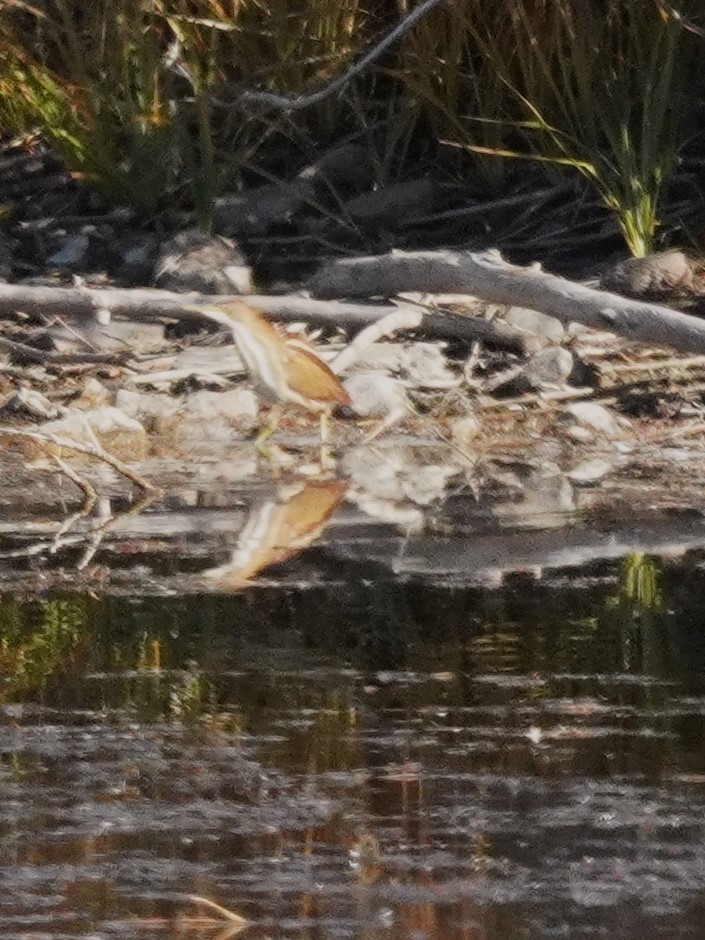 Petit Blongios - ML644882772