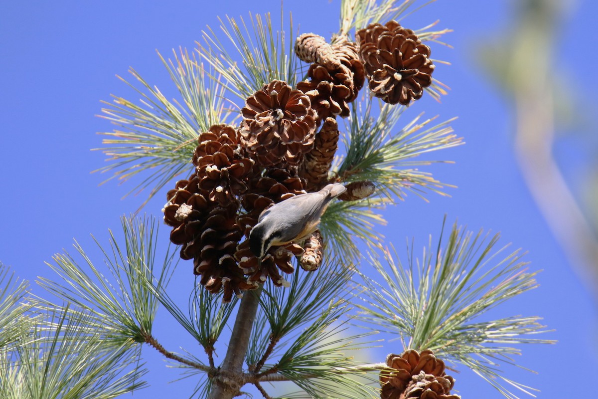 Red-breasted Nuthatch - ML644882787