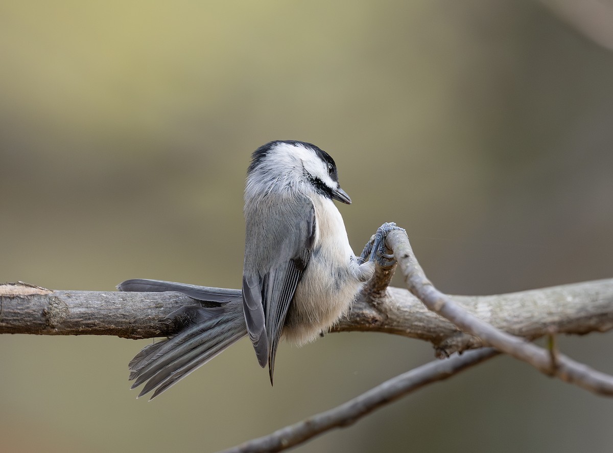 Carolina Chickadee - ML644882797